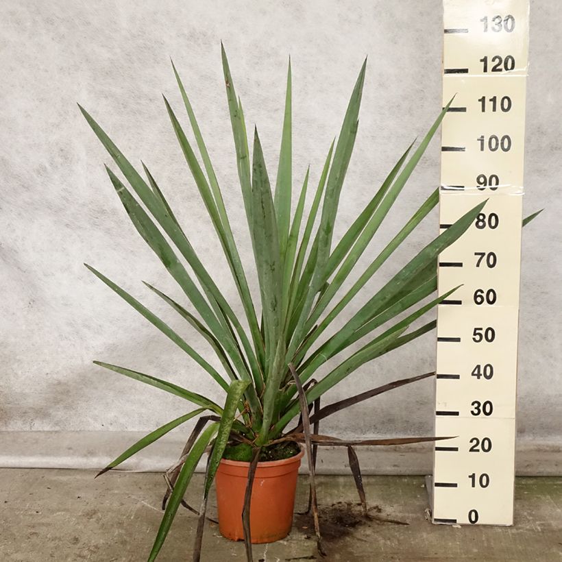 Exemplaar van Yucca torreyi - Spaanse dolk Pot van 7,5 l/10 l zoals geleverd in de herfst