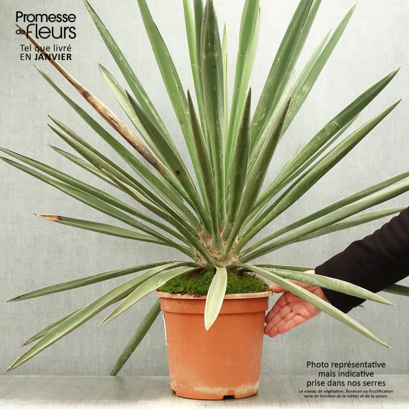 Example of Yucca torreyi - Yucca de Torrey Pot van 7,5 l/10 l as you get in hiver
