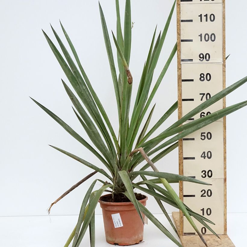 Exemplaar van Yucca torreyi - Spaanse dolk Pot van 7,5 l/10 l zoals geleverd in de lente