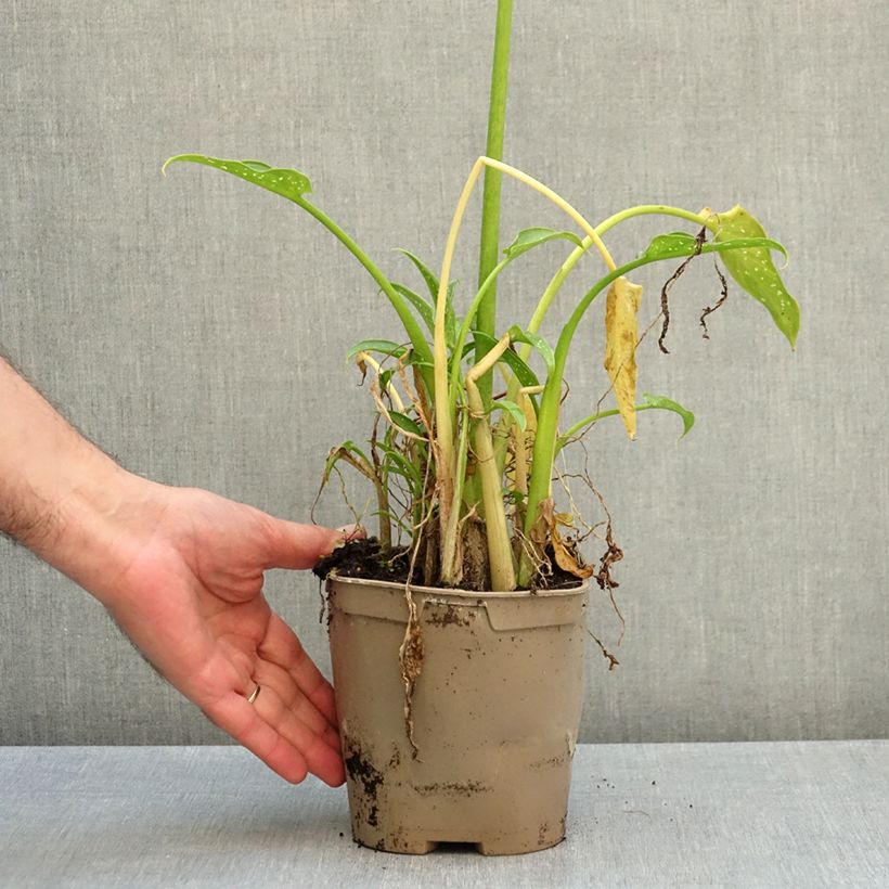 Exemplaar van Zantedeschia aethiopica Scented Lady - Witte aronskelk Pot van 2 l/3 l zoals geleverd in de herfst