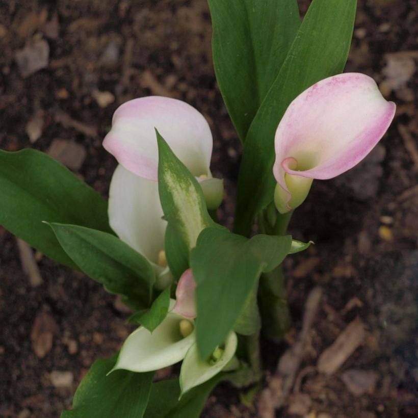 Zantedeschia Crystal Blush - Gele calla (Plant habit)