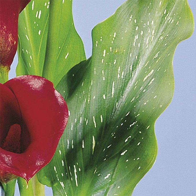 Zantedeschia Red Alert - Gele calla (Foliage)