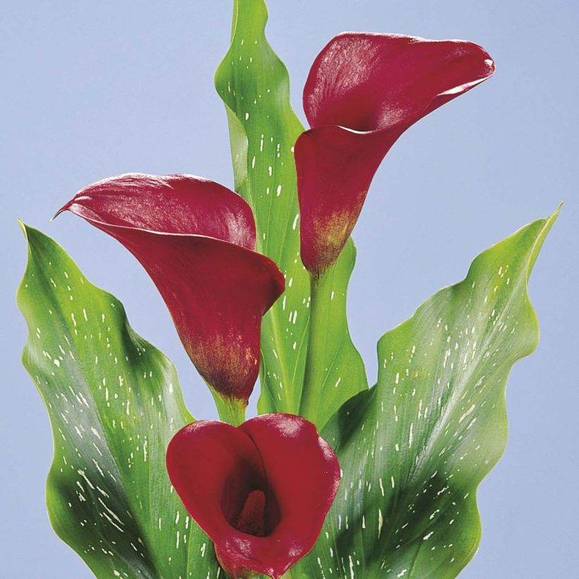 Zantedeschia Red Alert - Gele calla (Flowering)