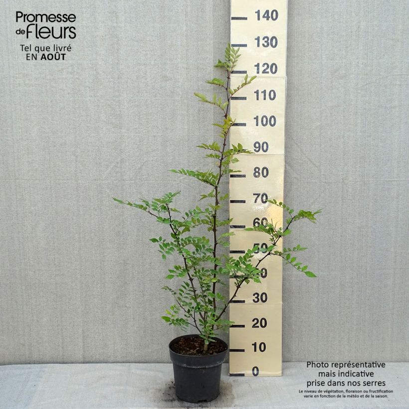 Exemplaar van Zanthoxylum americanum - Kiespijnboom Pot van 4 l/5 l zoals geleverd in de zomer
