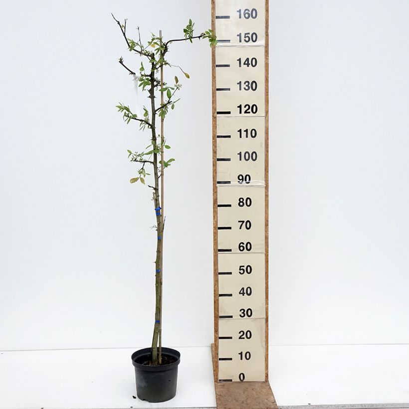 Exemplaar van Zanthoxylum americanum - Kiespijnboom Pot van 4 l/5 l zoals geleverd in de lente