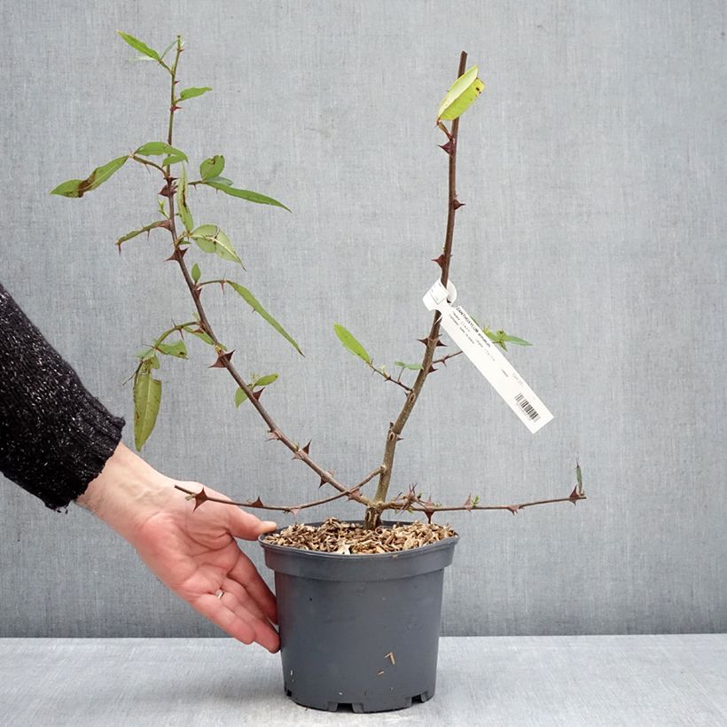 Exemplaar van Zanthoxylum armatum - Timut peper Pot van 3 l/4 l zoals geleverd in de winter