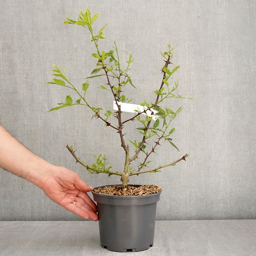 Exemplaar van Zanthoxylum armatum - Timut peper Pot van 3 l/4 l zoals geleverd in de lente