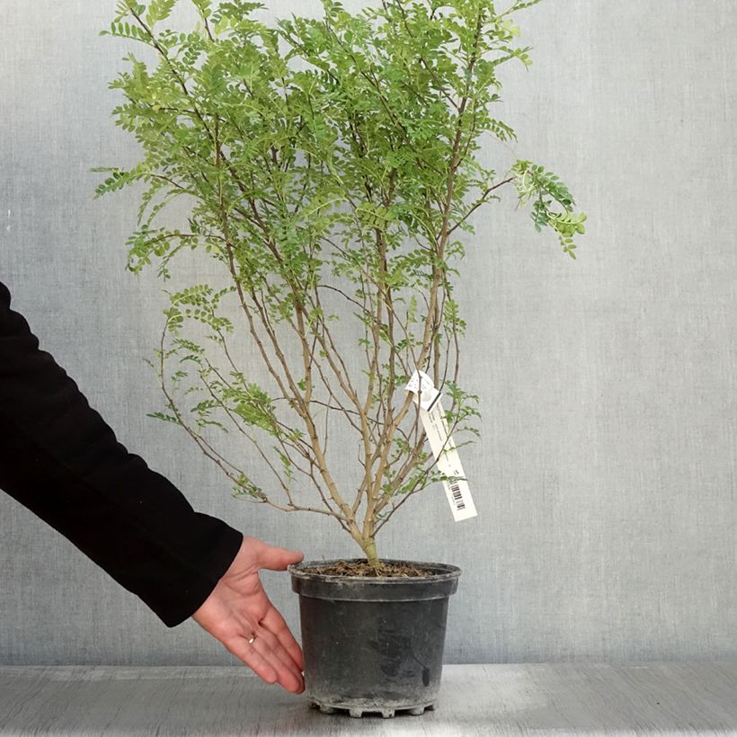 Exemplaar van Zanthoxylum beecheyanum - Japanse peper Pot van 3 l/4 l zoals geleverd in de herfst