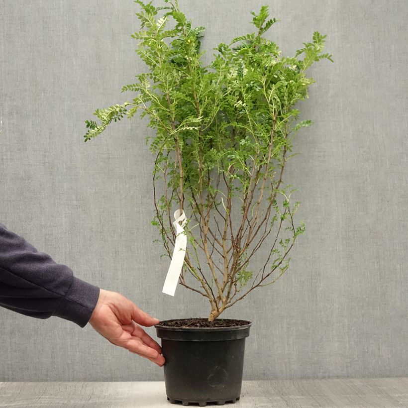Exemplaar van Zanthoxylum beecheyanum - Japanse peper Pot van 3 l/4 l zoals geleverd in de zomer