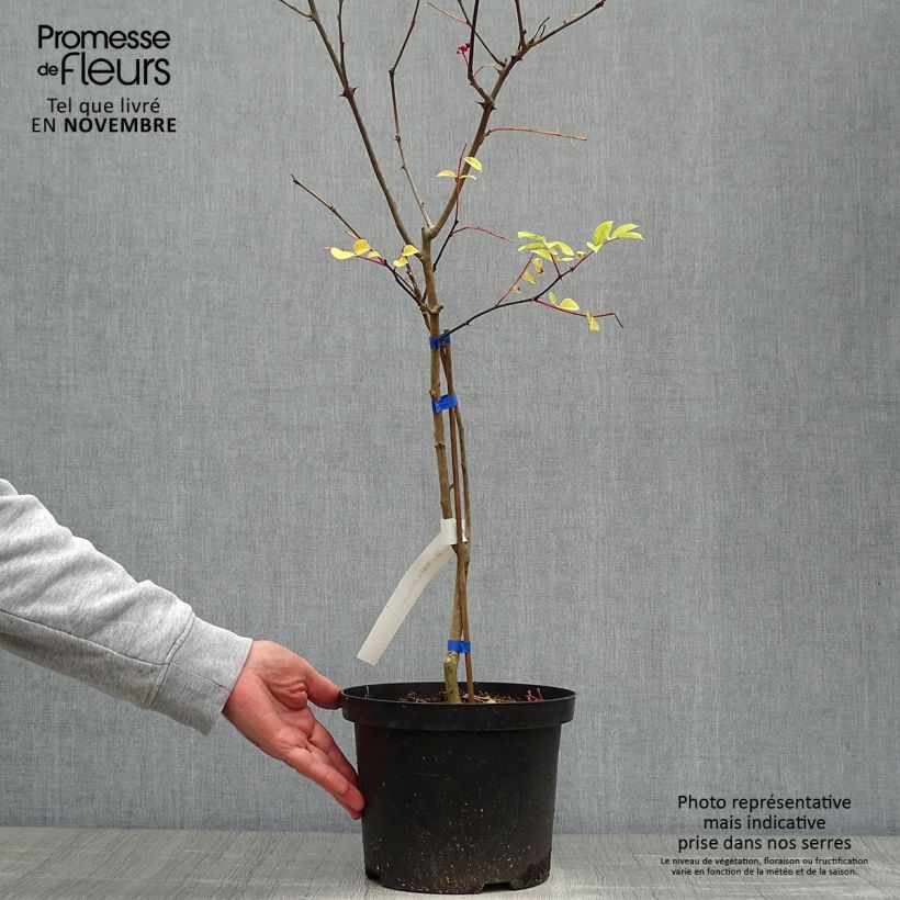 Exemplaar van Zanthoxylum coreanum - Peperboom Pot van 4 l/5 l zoals geleverd in de herfst