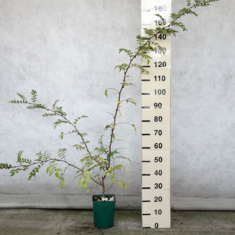 Exemplaar van Zanthoxylum coreanum - Peperboom Pot van 4 l/5 l zoals geleverd in de zomer