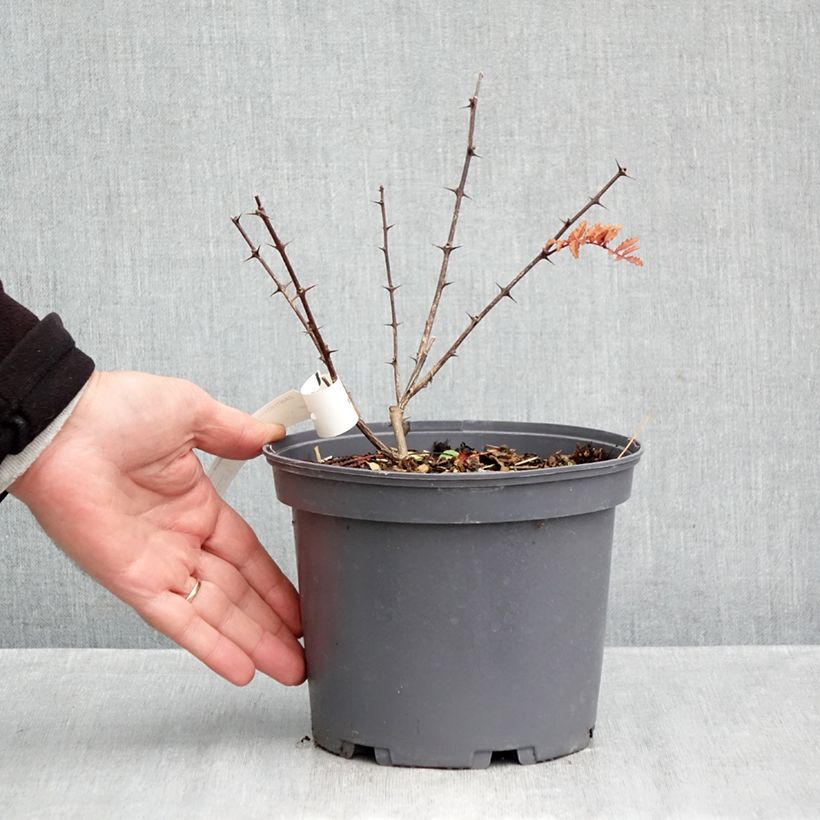 Exemplaar van Zanthoxylum piperitum Black Magic - Japanse peperboom Pot van 2 l/3 l zoals geleverd in de herfst