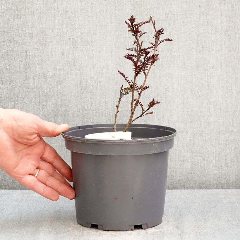 Exemplaar van Zanthoxylum piperitum Black Magic - Japanse peperboom Pot van 2 l/3 l zoals geleverd in de lente