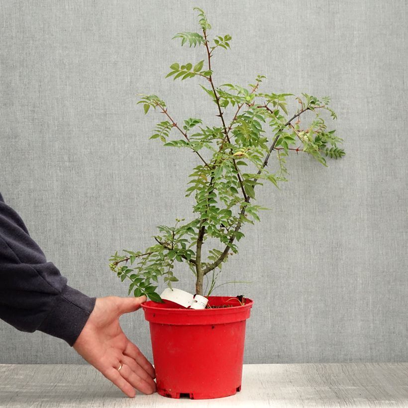 Exemplaar van Zanthoxylum piperitum Black Magic - Japanse peperboom Pot van 2 l/3 l zoals geleverd in de zomer