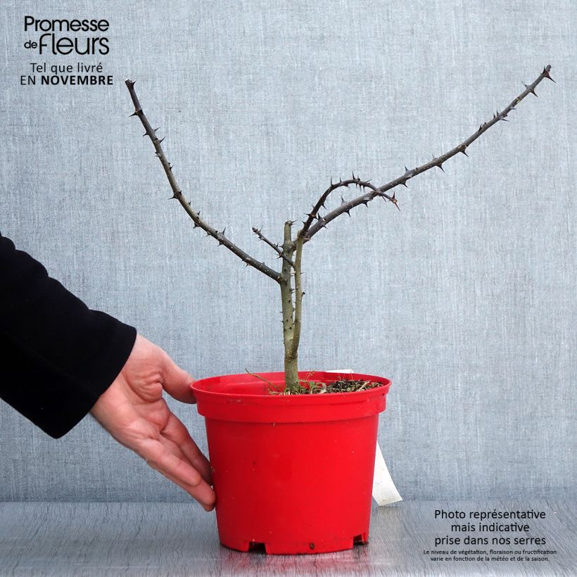 Exemplaar van Zanthoxylum schinifolium - Sichuanpeperboom Pot van 3 l/4 l zoals geleverd in de herfst