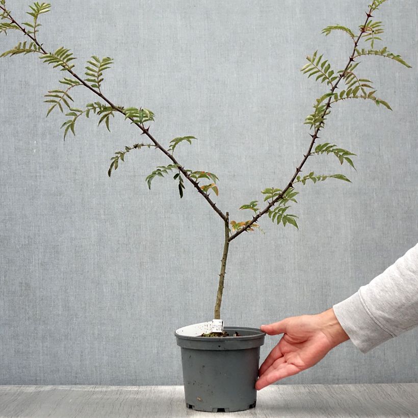 Exemplaar van Zanthoxylum schinifolium - Sichuanpeperboom Pot van 3 l/4 l zoals geleverd in de zomer