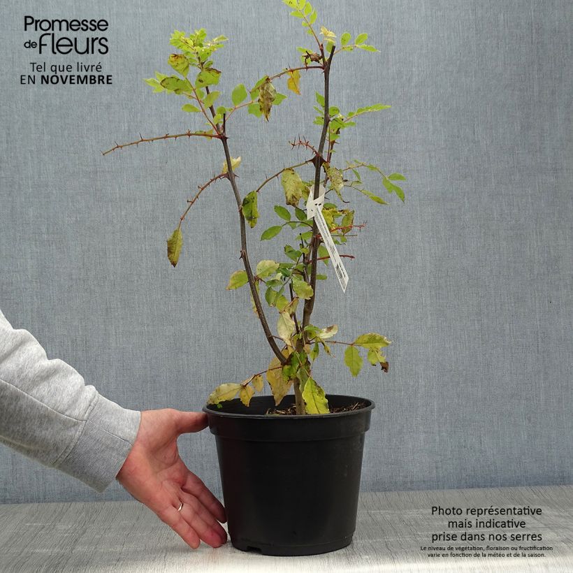 Exemplaar van Zanthoxylum simulans - Japanse peper Pot van 2 l/3 l zoals geleverd in de herfst