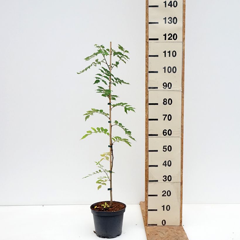 Example of Zanthoxylum simulans - Japanse peper Pot van 4 l/5 l as you get in automne