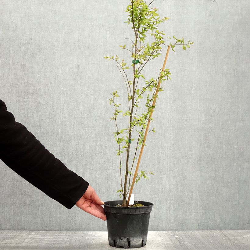 Exemplaar van Zelkova serrata - Japanse zelkova Pot van 3 l/4 l zoals geleverd in de lente