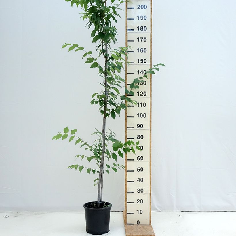 Exemplaar van Zelkova serrata - Japanse zelkova Pot van 7,5 l/10 l zoals geleverd in de zomer