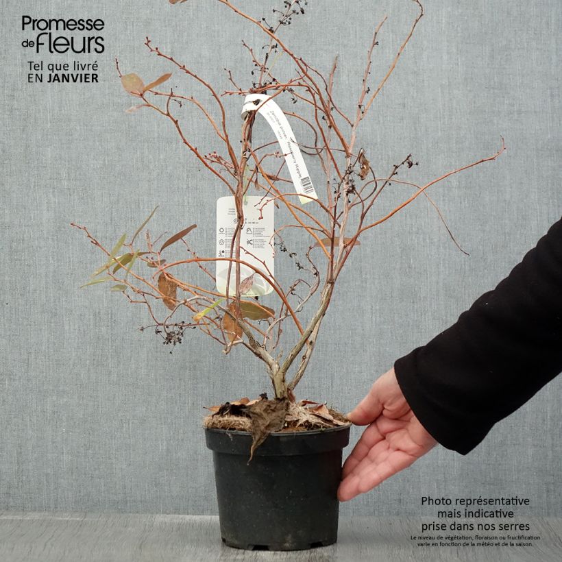 Example of Zenobia pulverulenta Raspberry Ripple - Muguet en arbre Pot van 2 l/3 l as you get in hiver