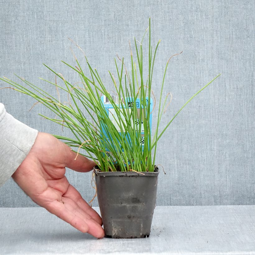 Exemplaar van Zephyranthes candida - Gele westenwindbloem Kweekpotje van 8/9 cm kaliber I zoals geleverd in de zomer