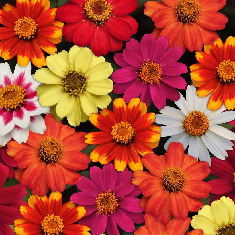 Zinnia Zahara Mix (Flowering)
