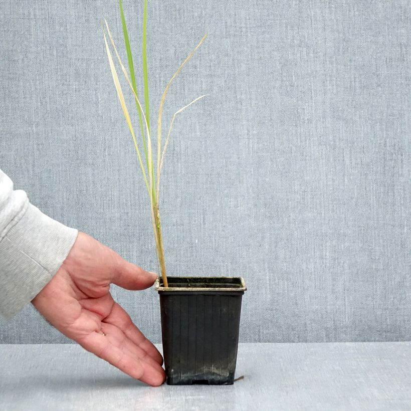 Exemplaar van Zizania latifolia - Riz wilde Mandarijn Kweekpotje van 8/9 cm zoals geleverd in de zomer