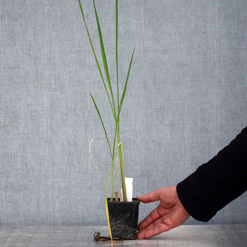 Example of Zizania latifolia - Riz sauvage de Mandchourie Kweekpotje van 8/9 cm as you get in printemps