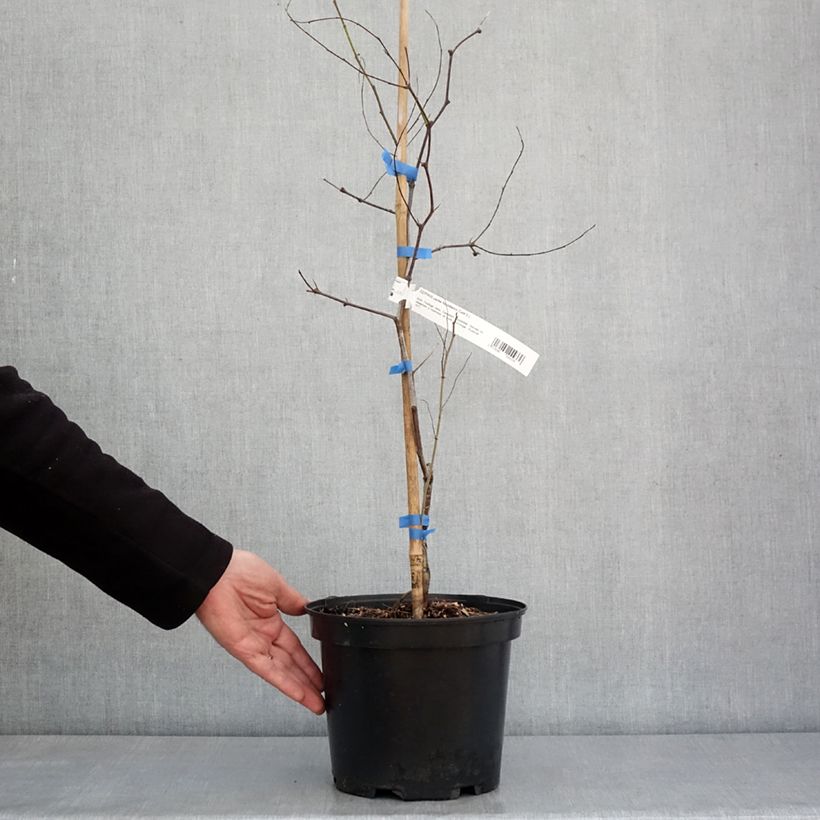 Exemplaar van Ziziphus jujuba Abundance - Jujubier Pot van 3 l/4 l zoals geleverd in de winter