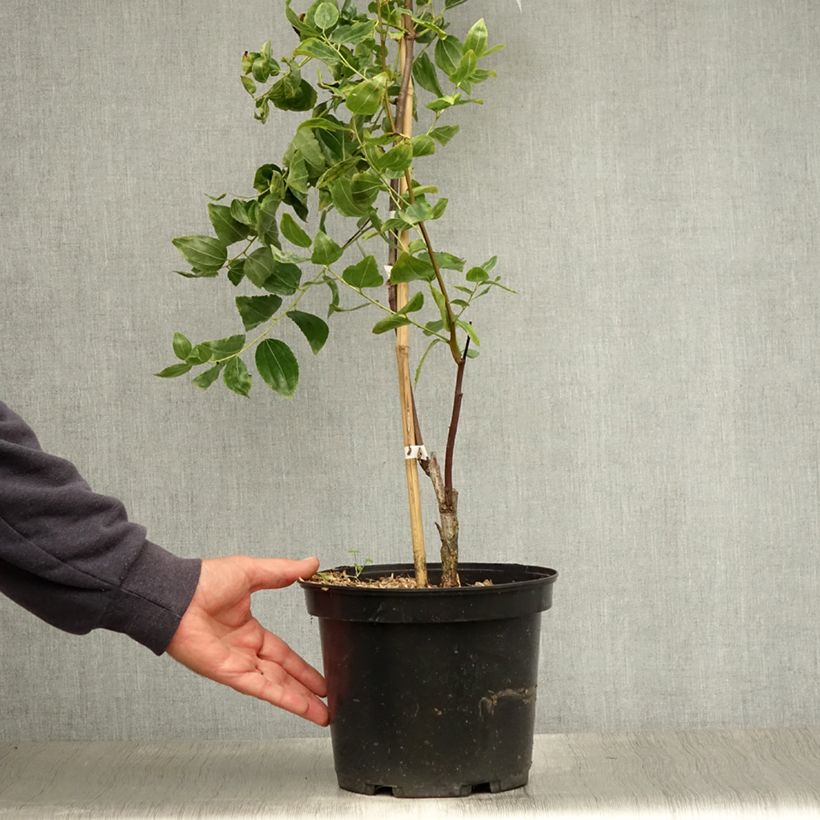 Exemplaar van Chinese dadelboom Li - Ziziphus jujuba Pot van 2 l/3 l, Struik zoals geleverd in de zomer