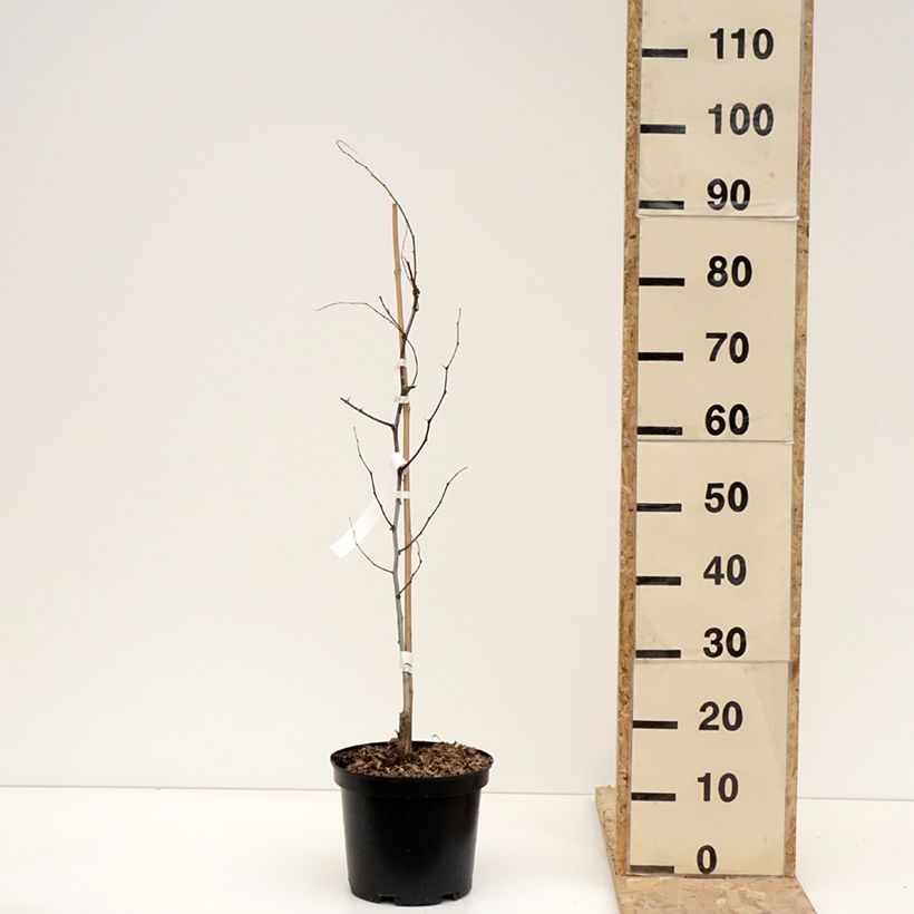 Exemplaar van Chinese dadelboom Li - Ziziphus jujuba Pot van 2 l/3 l, Struik zoals geleverd in de winter