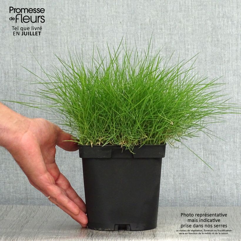 Exemplaar van Zoysia tenuifolia - Mascareense gras Pot van 2 l/3 l zoals geleverd in de zomer
