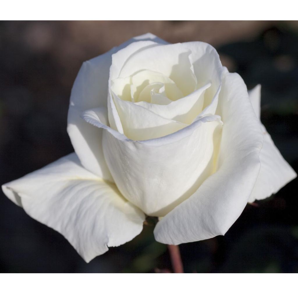 Rosa Metropolitan - Grootbloemige roos