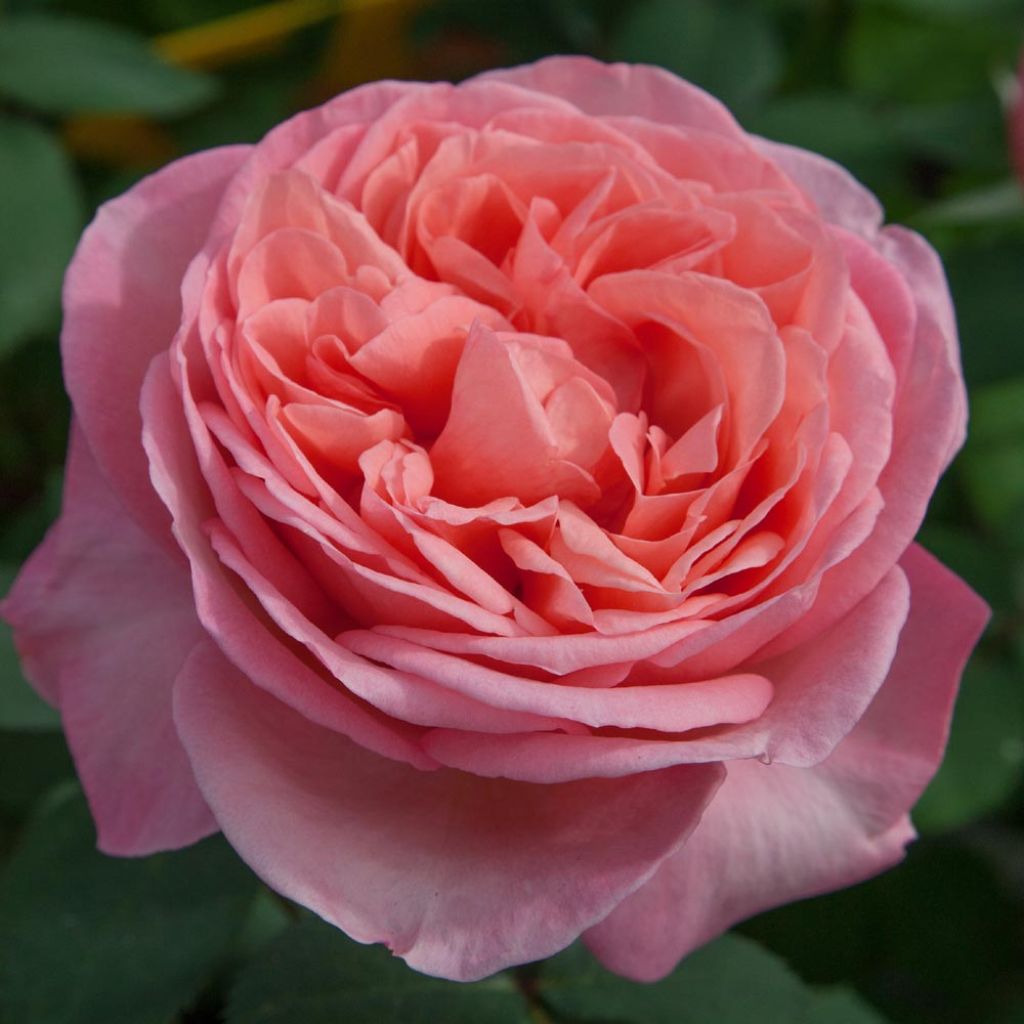 Rosa Mademoiselle Meilland - Grootbloemige roos