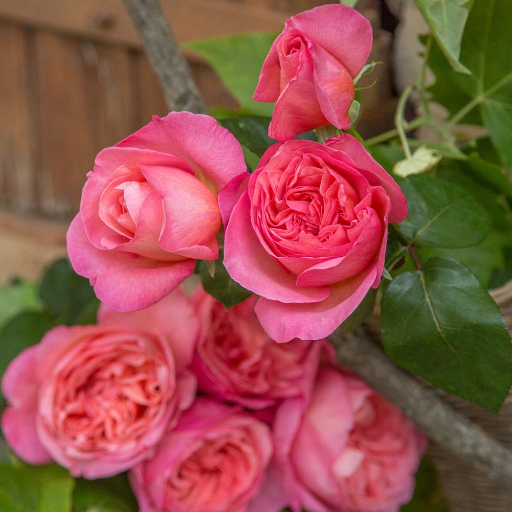 Rosa Mademoiselle Meilland - Grootbloemige roos