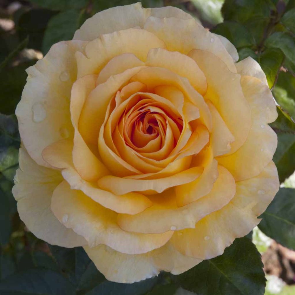 Rosa Summertime - Grootbloemige roos