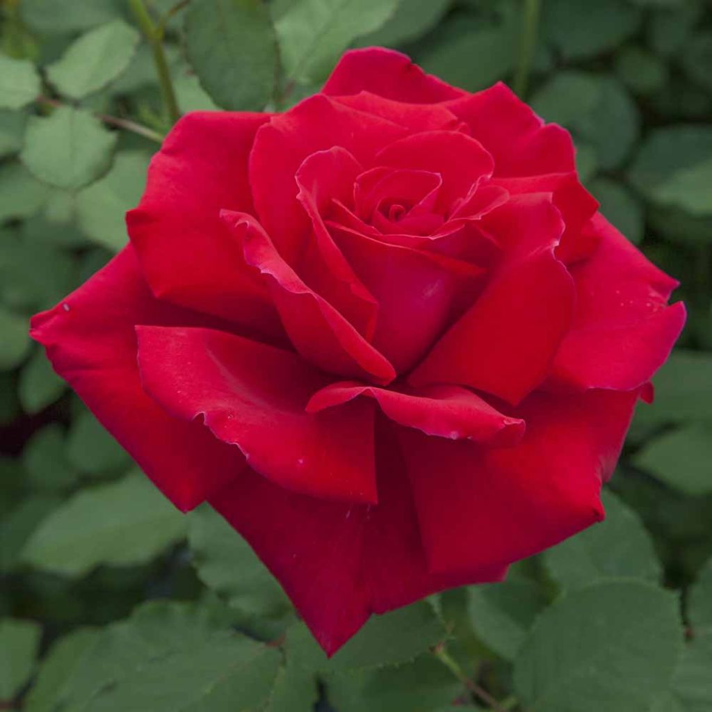 Rosa Victor Hugo - Grootbloemige roos