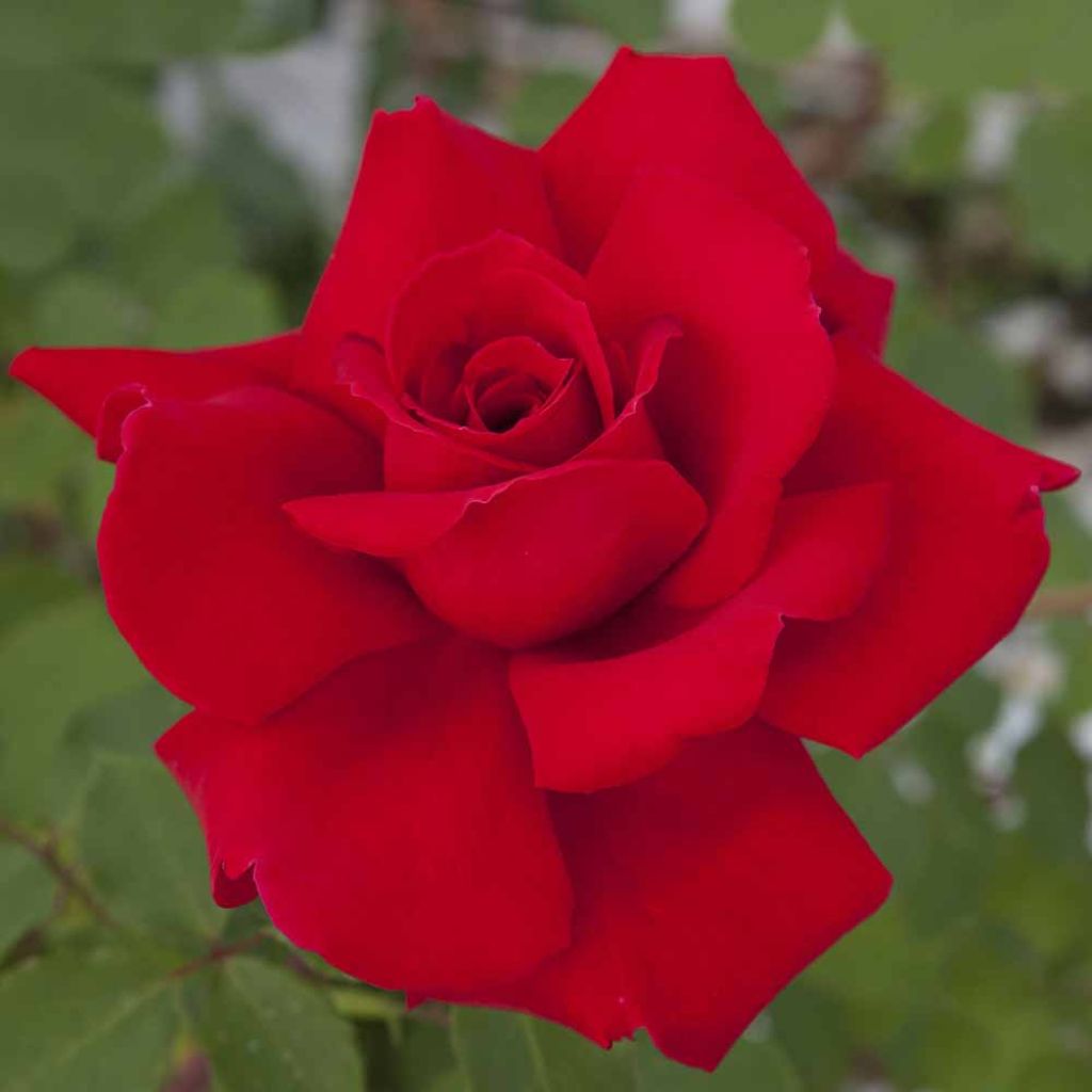 Rosa Victor Hugo - Grootbloemige roos