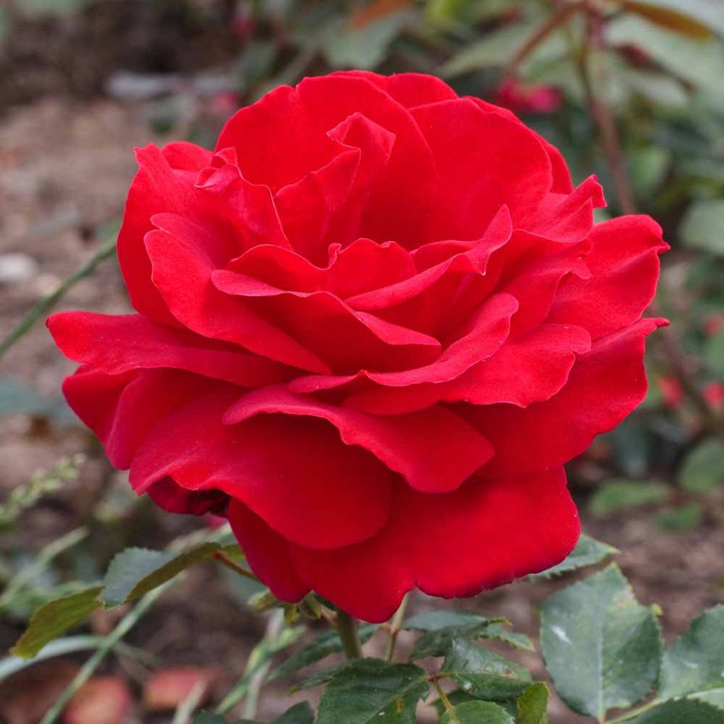 Rosa Victor Hugo - Grootbloemige roos