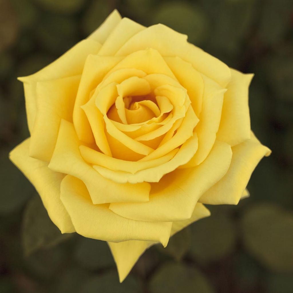 Rosa Golden Perfumella - Grootbloemige roos