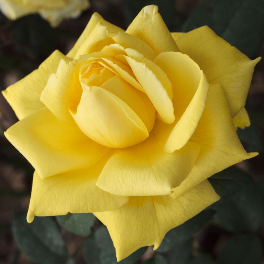 Rosa Golden Perfumella - Grootbloemige roos