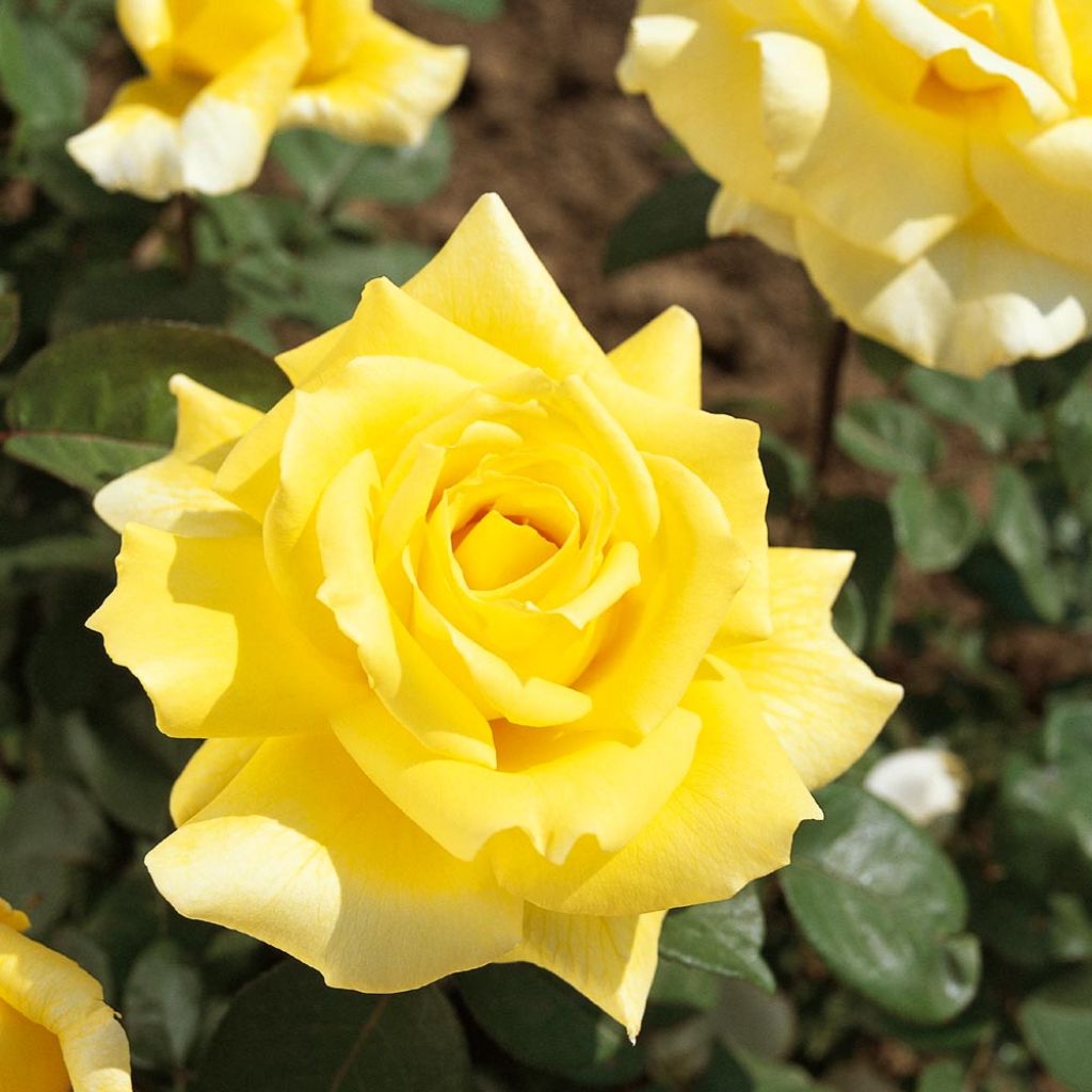 Rosa Golden Perfumella - Grootbloemige roos