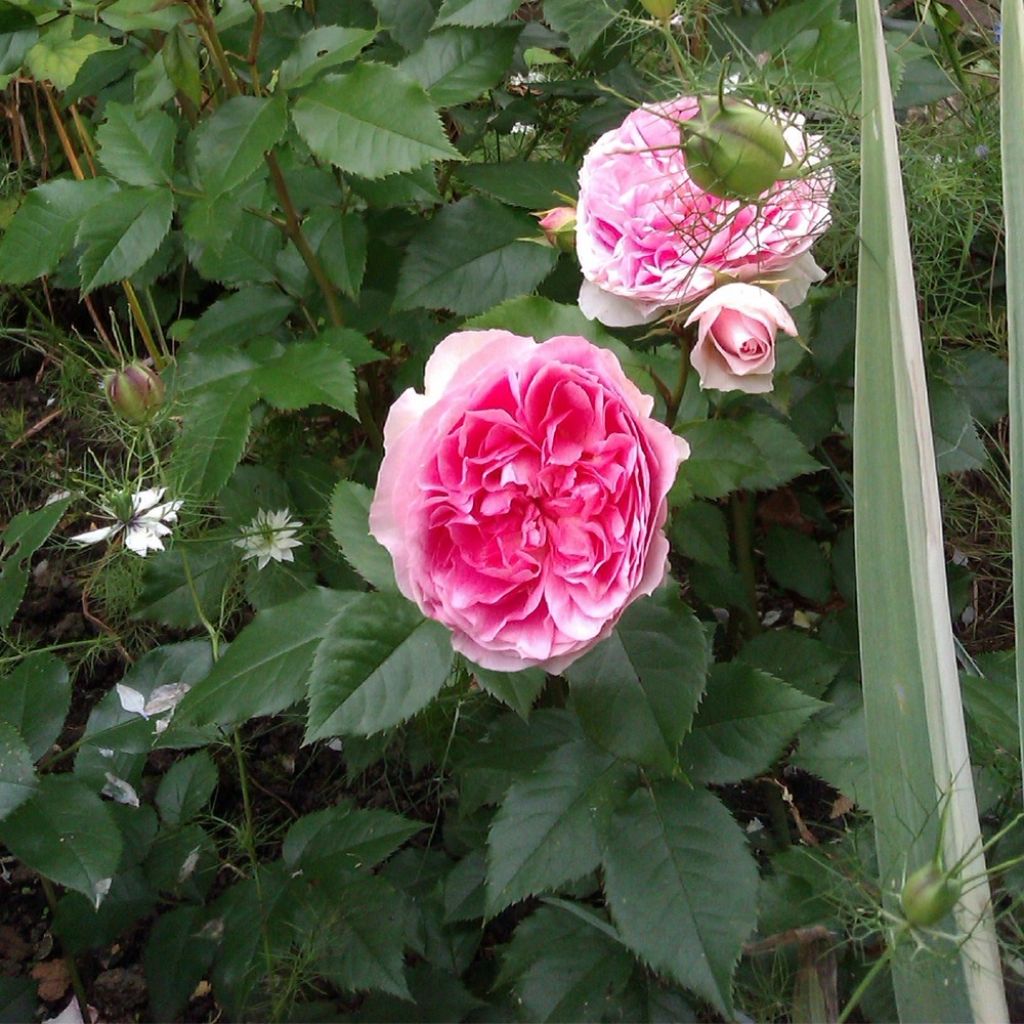 Rosa Kurfürstin Sophie - Trosroos