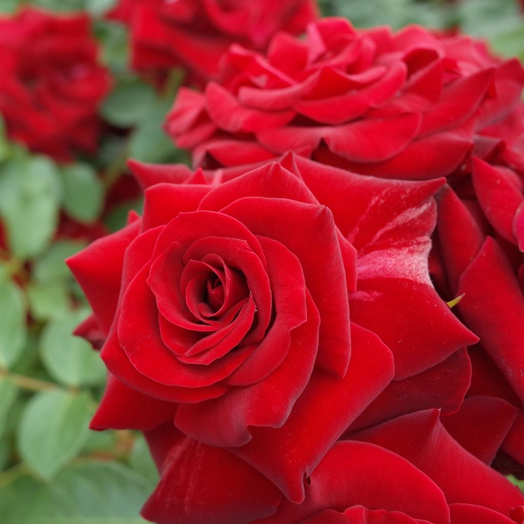 Rosa Niccolo Paganini - Trosroos