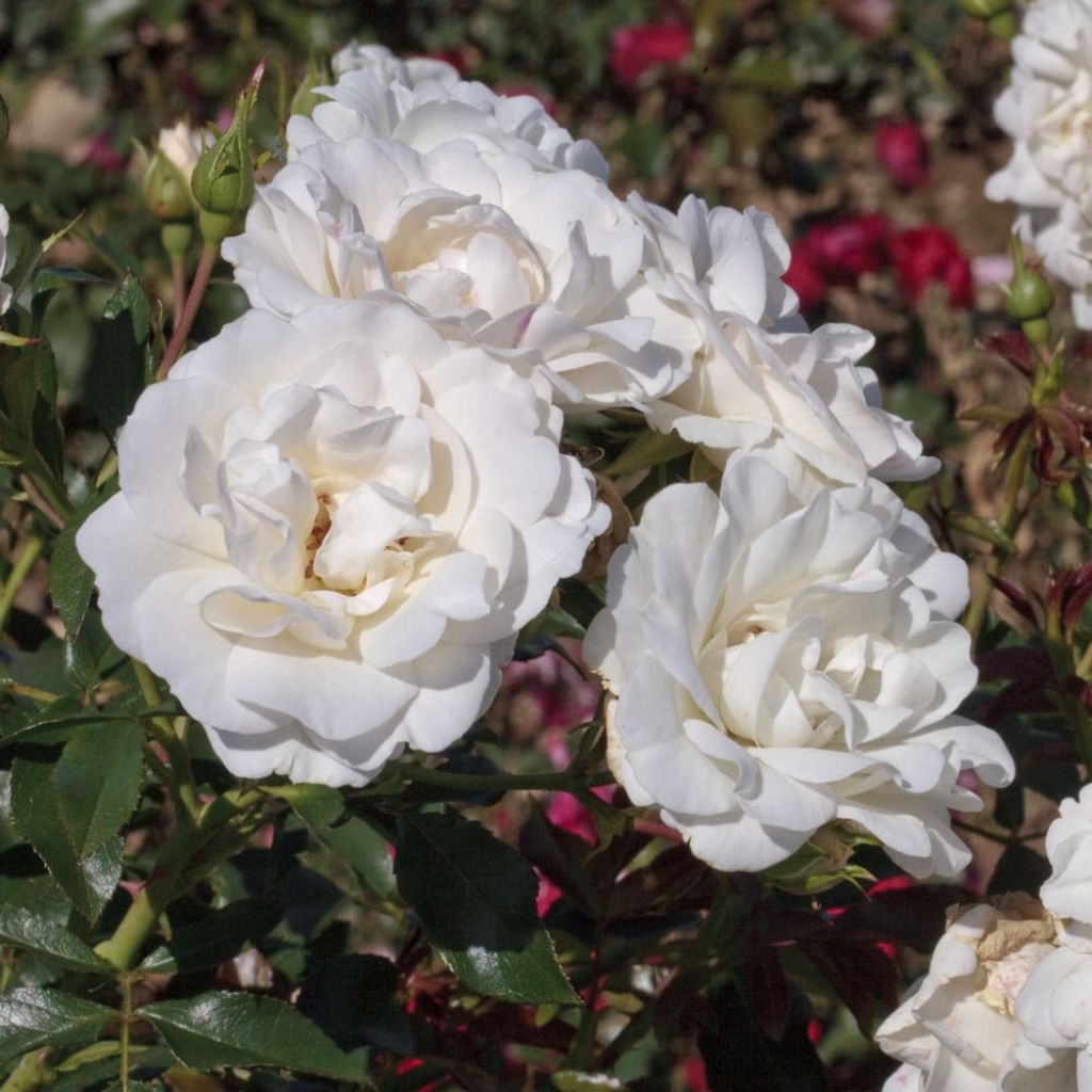 Rosa Carte Blanche - Trosroos