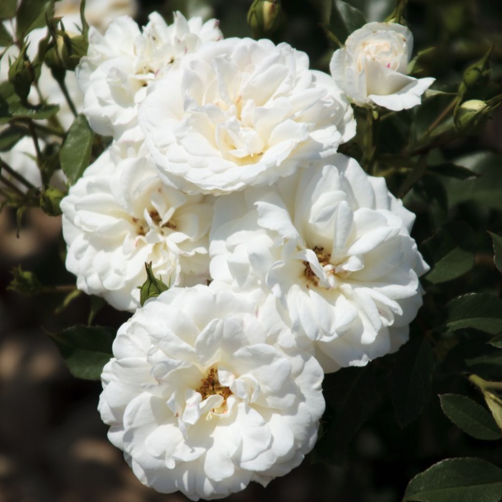 Rosa Carte Blanche - Trosroos