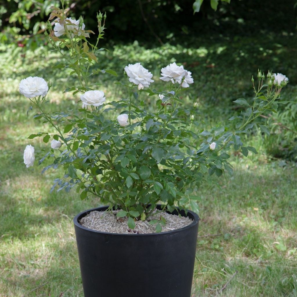 Rosa Carte Blanche - Trosroos
