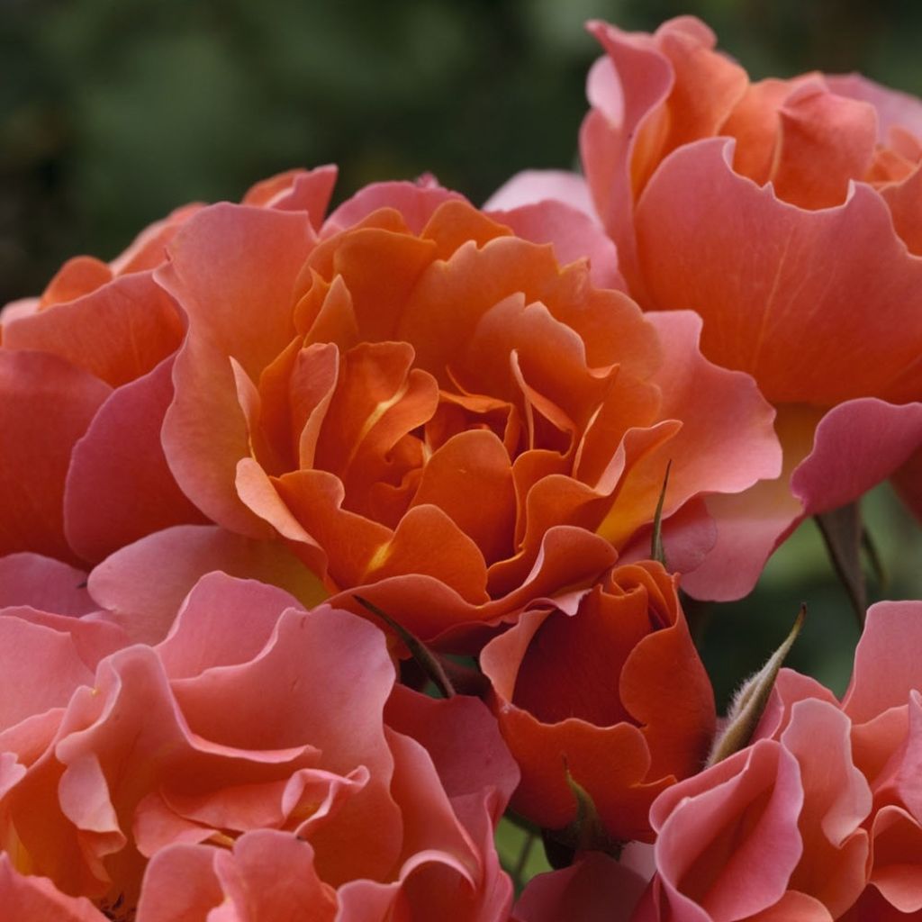 Rosa Jean Cocteau - Trosroos