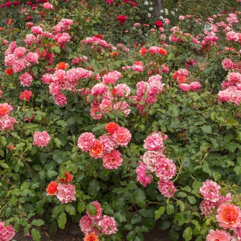 Rosa Jean Cocteau - Trosroos